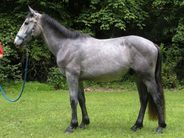 Touch of the Irish, Irish Draught Horse stallion for sale, by O'Leary's Irish Diamond